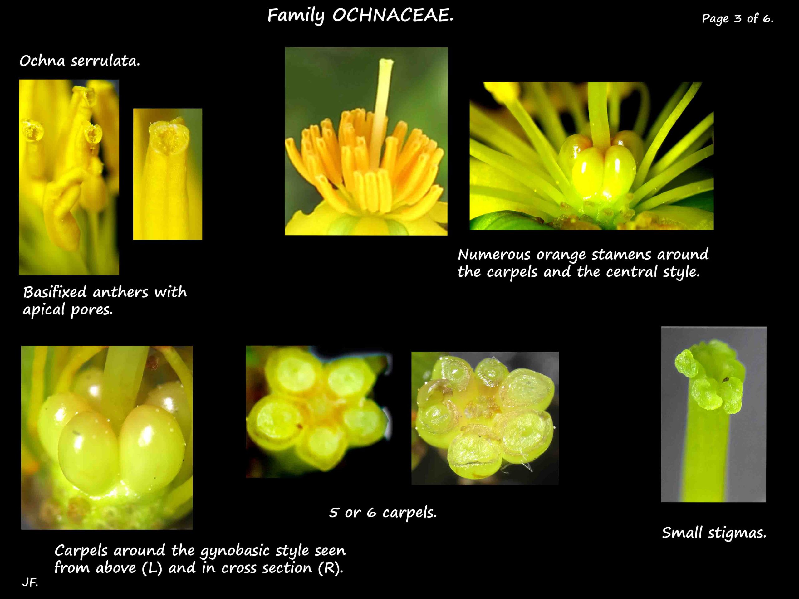 3 Ochna serrulata stamens & ovary